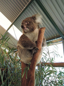 Koala - Studyfferently