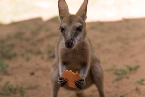 Kangaroo Cookie